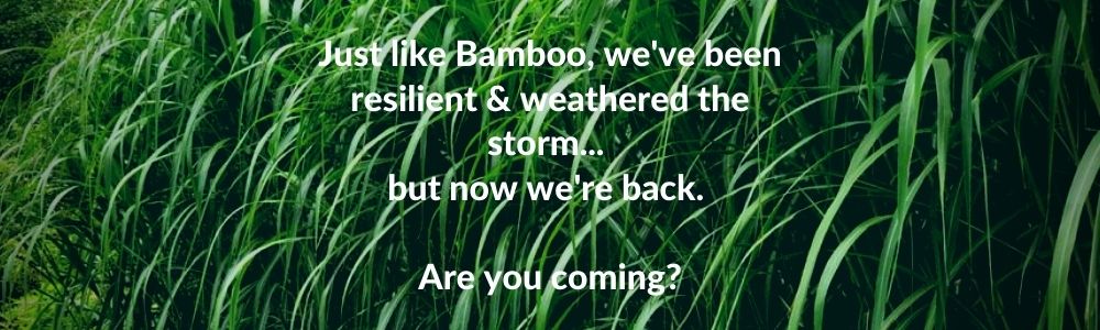 Bamboo email (2)